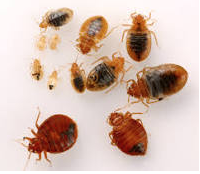 Picture of bed bugs