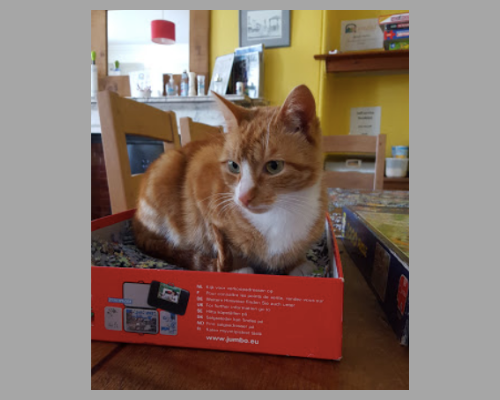 Kendal Hostel, Lakes District, England, UK, Cat in Puzzle