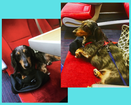 Scrappy, the blue dachshund on a red train seat