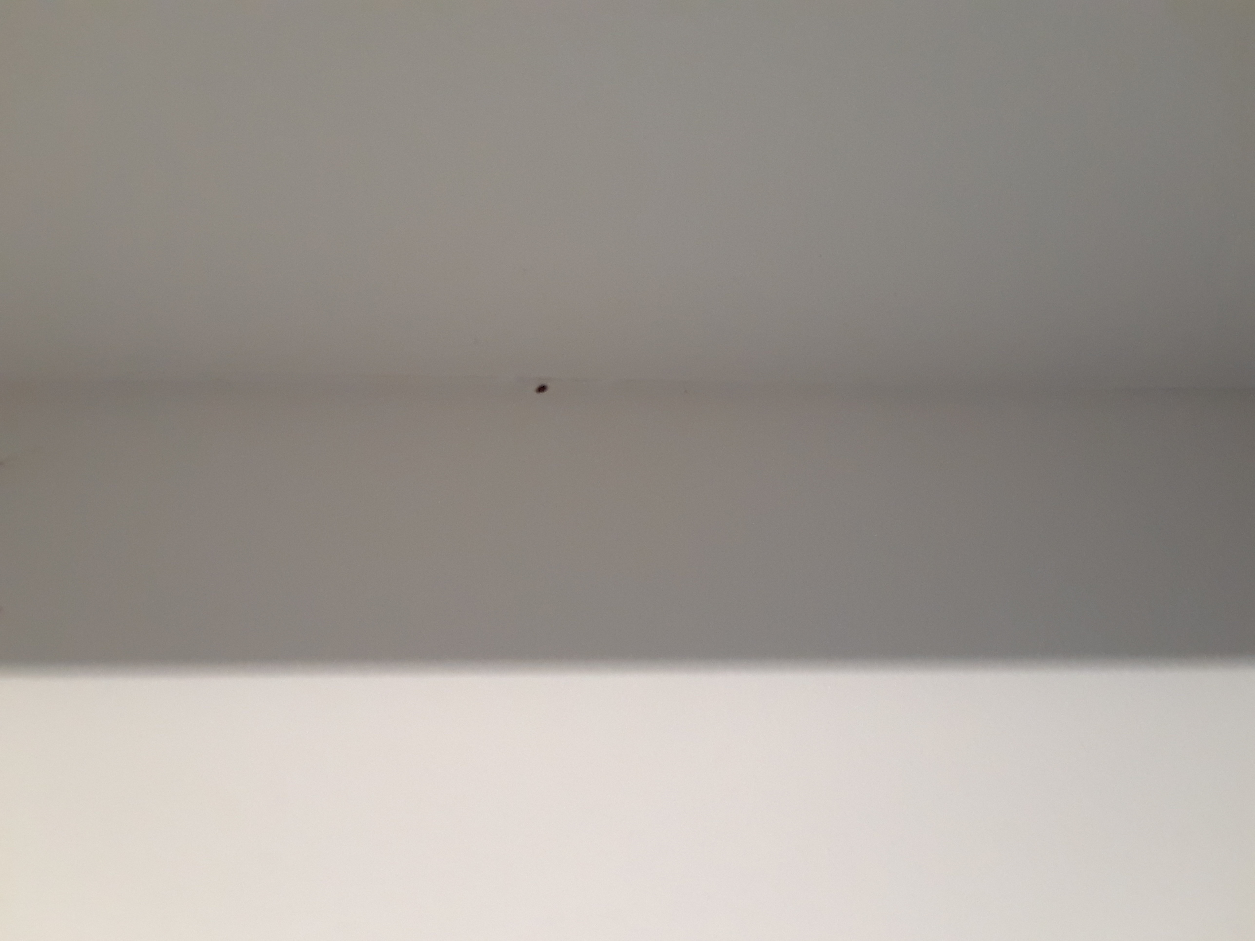 Bed bug easily seen on white wall