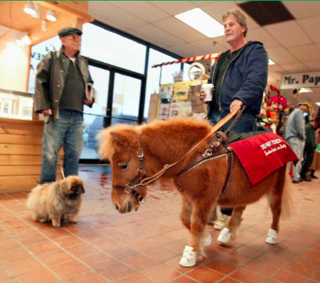 Miniature horse as a service animal inside a building