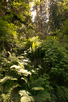 redwood hostel nature