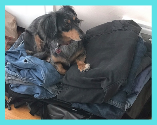 Scrappy the dog sitting on top of clothes in luggage