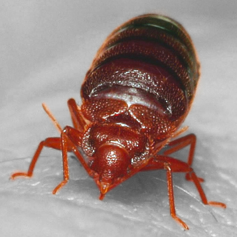 Bed Bug in Hostel Dormitory