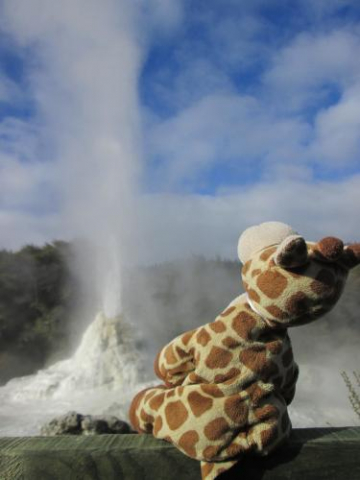 Noah checking out the Lady Knox Geyser in Rotorua New Zealand