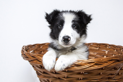 black and white puppy in a basket