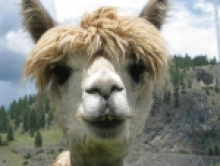mansk's picture